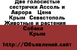 Две голосистые сестрички Ассоль и Аврора › Цена ­ 1 - Крым, Севастополь Животные и растения » Собаки   . Крым